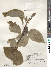 Magnolia acuminata image