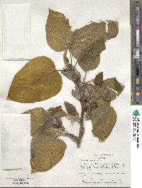 Magnolia acuminata image