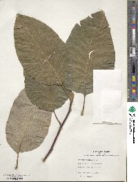 Magnolia acuminata image