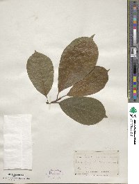 Magnolia acuminata image