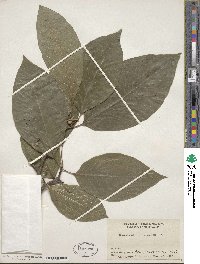 Magnolia acuminata image