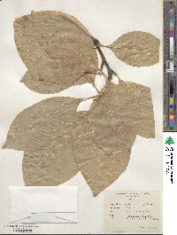 Magnolia acuminata image