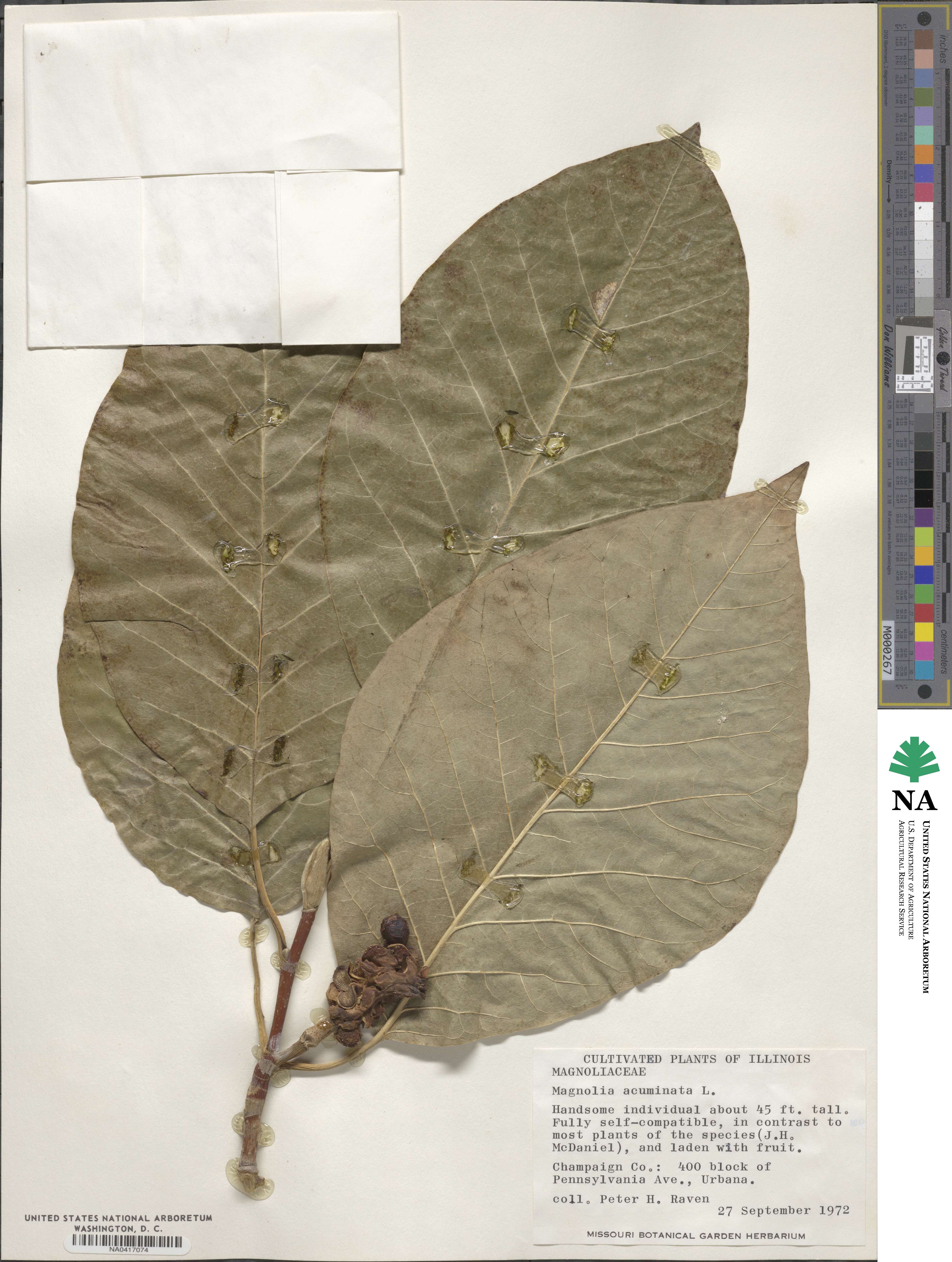 Magnolia acuminata image