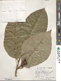 Magnolia acuminata image