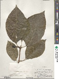 Magnolia acuminata image