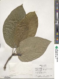 Magnolia acuminata image