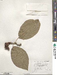 Magnolia acuminata image