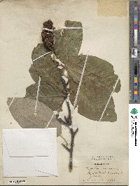 Magnolia acuminata image