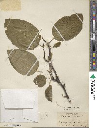 Magnolia acuminata image