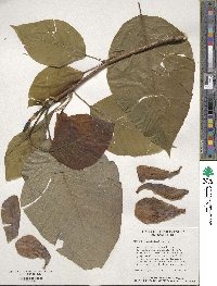 Magnolia acuminata image