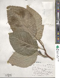 Magnolia acuminata image