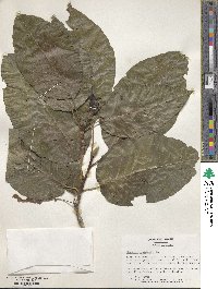 Magnolia acuminata image