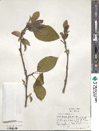 Magnolia acuminata image