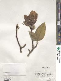 Magnolia acuminata image