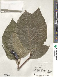 Magnolia acuminata image