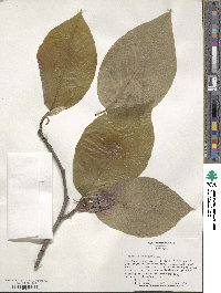 Magnolia acuminata image