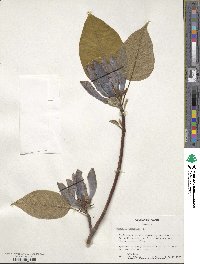 Magnolia acuminata image