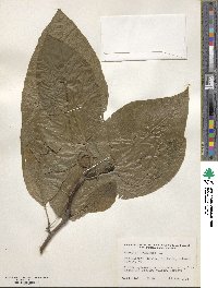 Magnolia acuminata image