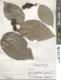 Magnolia acuminata image