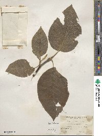 Magnolia acuminata image