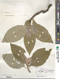 Magnolia acuminata image