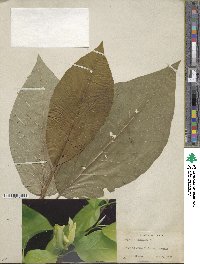 Magnolia acuminata image