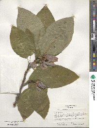 Magnolia acuminata image