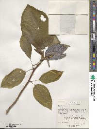 Magnolia acuminata image