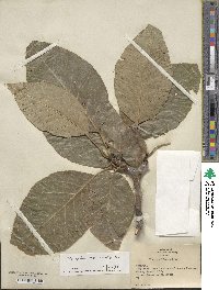 Magnolia acuminata image