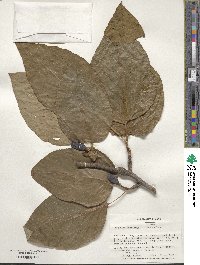 Magnolia acuminata image