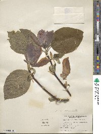 Magnolia acuminata image