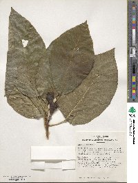 Magnolia acuminata image