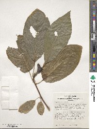 Magnolia acuminata image