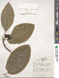 Magnolia acuminata image