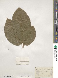 Magnolia acuminata image