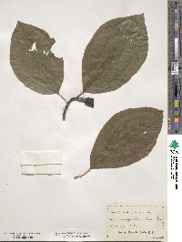 Magnolia acuminata image