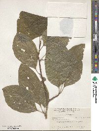 Magnolia acuminata image