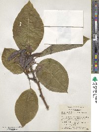 Magnolia acuminata image