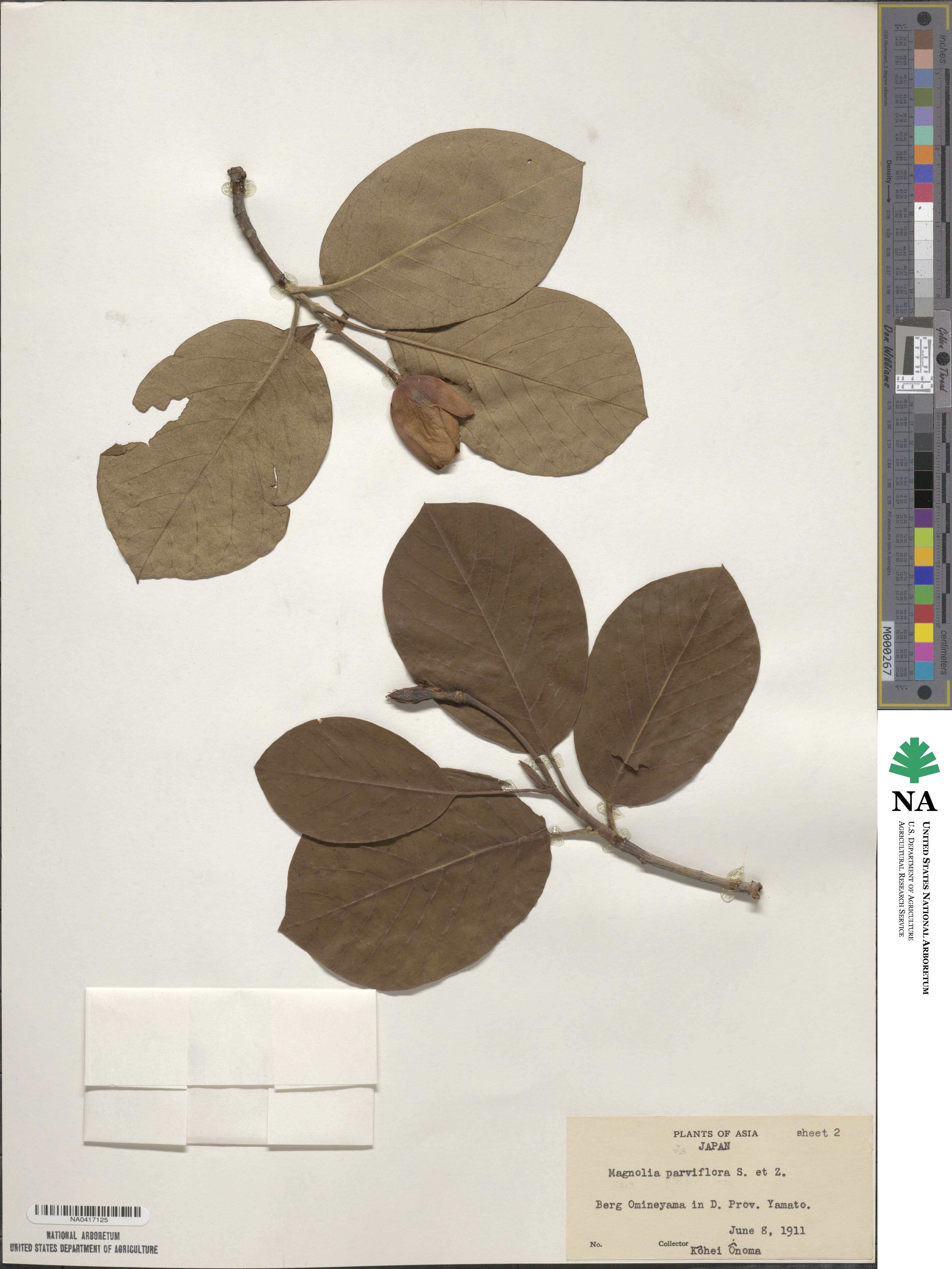 Magnolia parviflora image