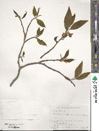 Magnolia salicifolia image