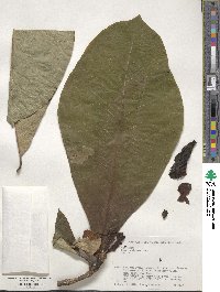 Magnolia obovata image