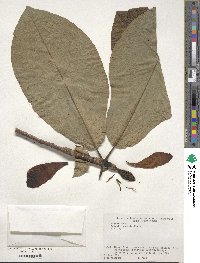 Magnolia obovata image