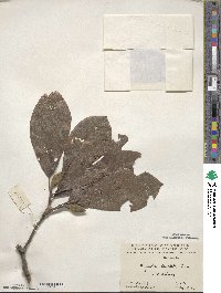 Magnolia denudata image