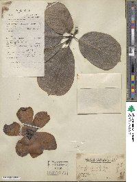 Magnolia denudata image