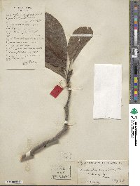 Magnolia denudata image