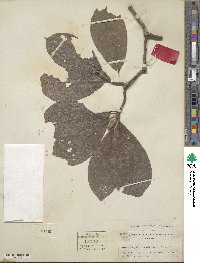 Magnolia denudata image