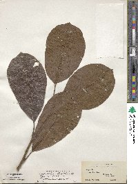 Magnolia denudata image