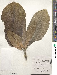 Magnolia dealbata image