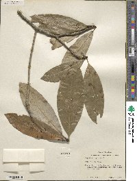 Magnolia virginiana image