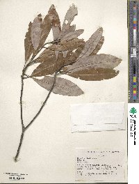 Magnolia virginiana image